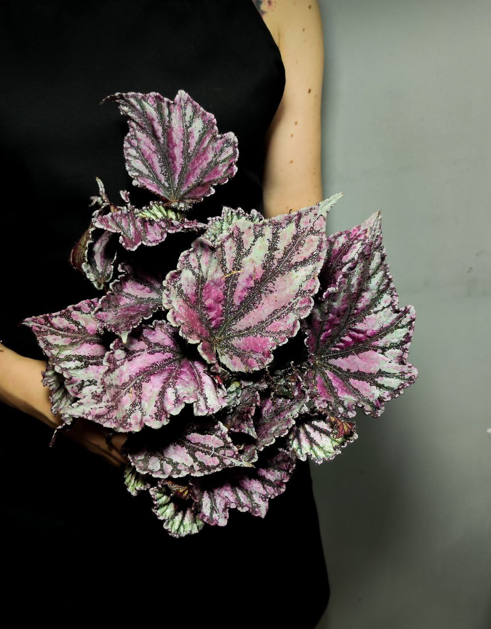 Бегония Рекс Дьюдроп (Begonia Rex Dew Drop) D12см
