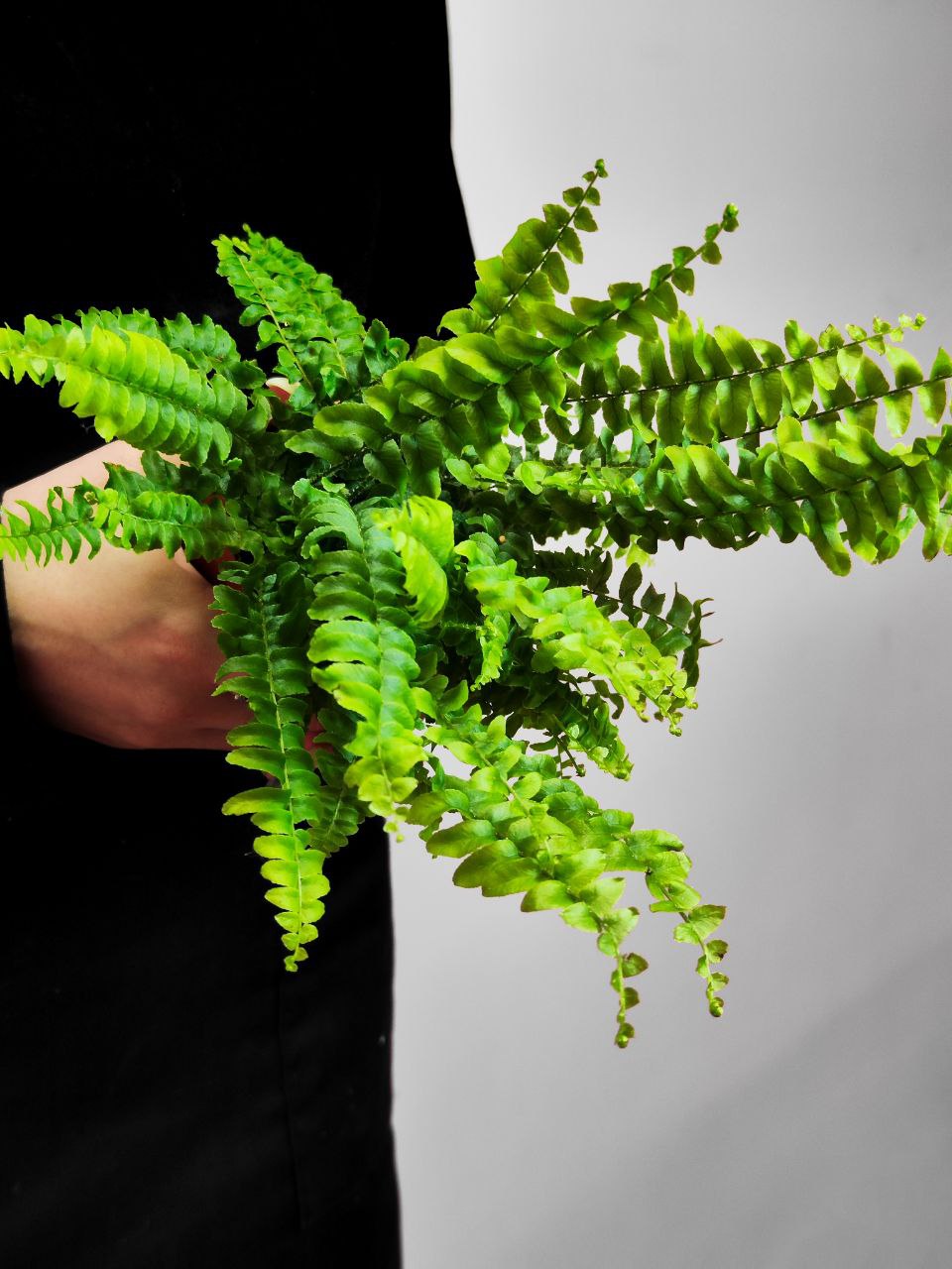 Нефролепис Бостон (Nephrolepis Boston) D8,5см