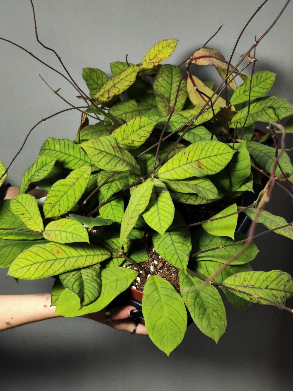 Хойя Сабах (Hoya Callistophylla Sp. Sabah) D12см