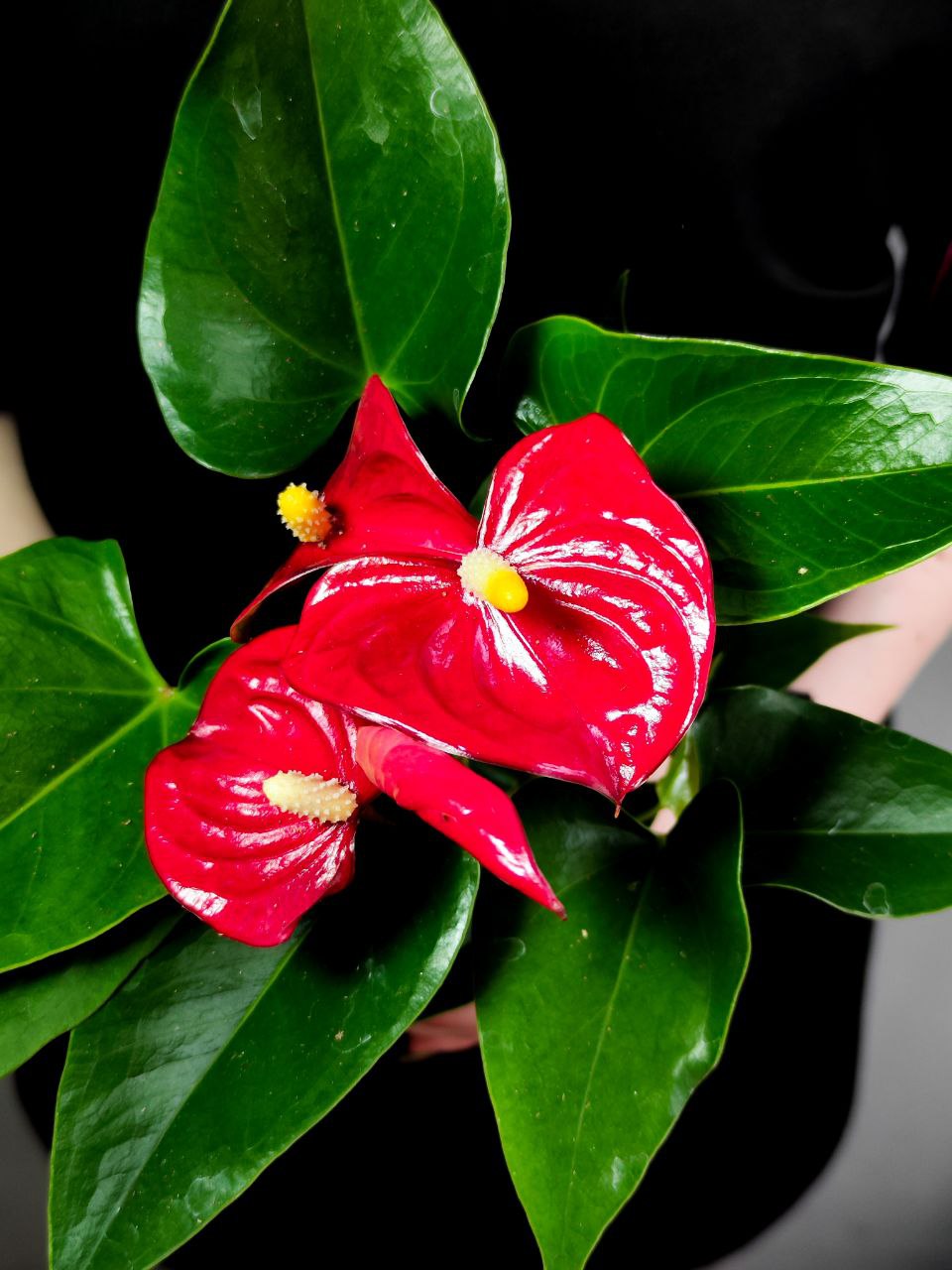 Антуриум Андре Красный (Anthurium Аndraeanum Red) D9см