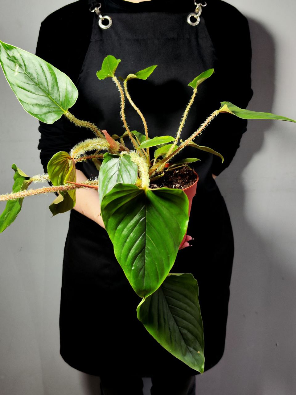 Филодендрон Серпенс (Philodendron Serpens) D10см