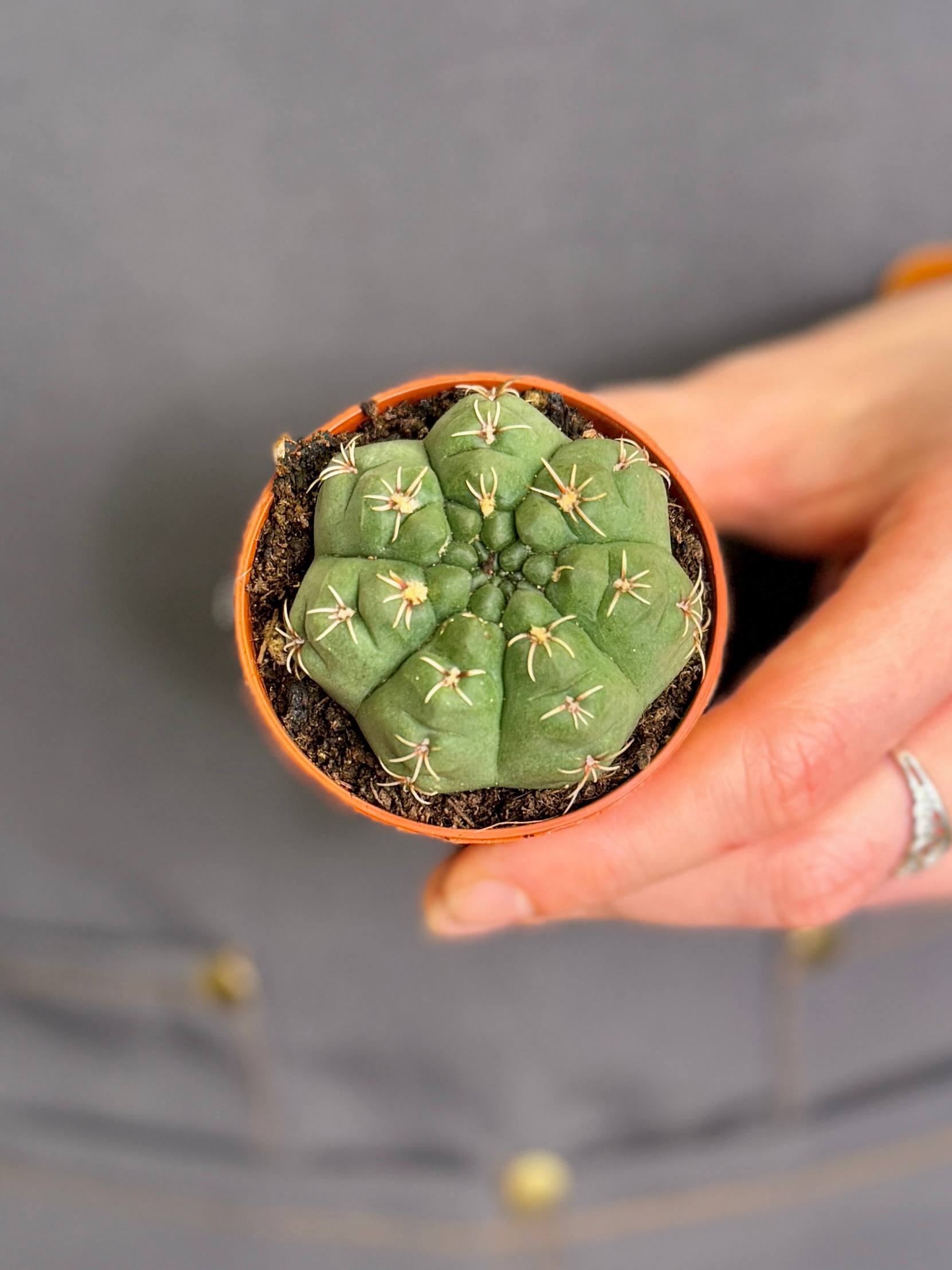 Кактус Гимнокалициум Саглионис (Gymnocalycium Saglionis) D5см