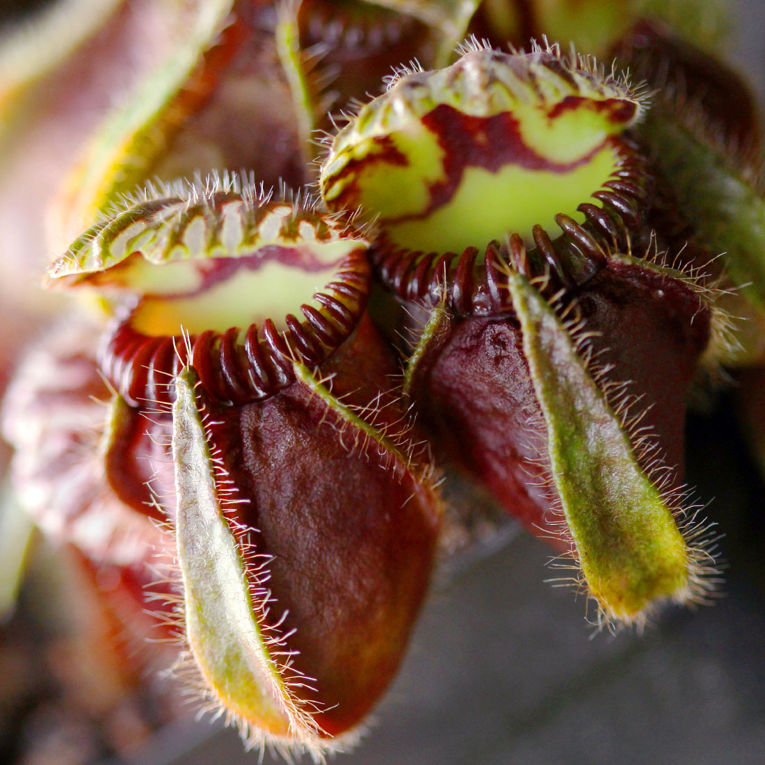 Цефалотус Мешочковидный (Cephalotus Follicularis) D9см