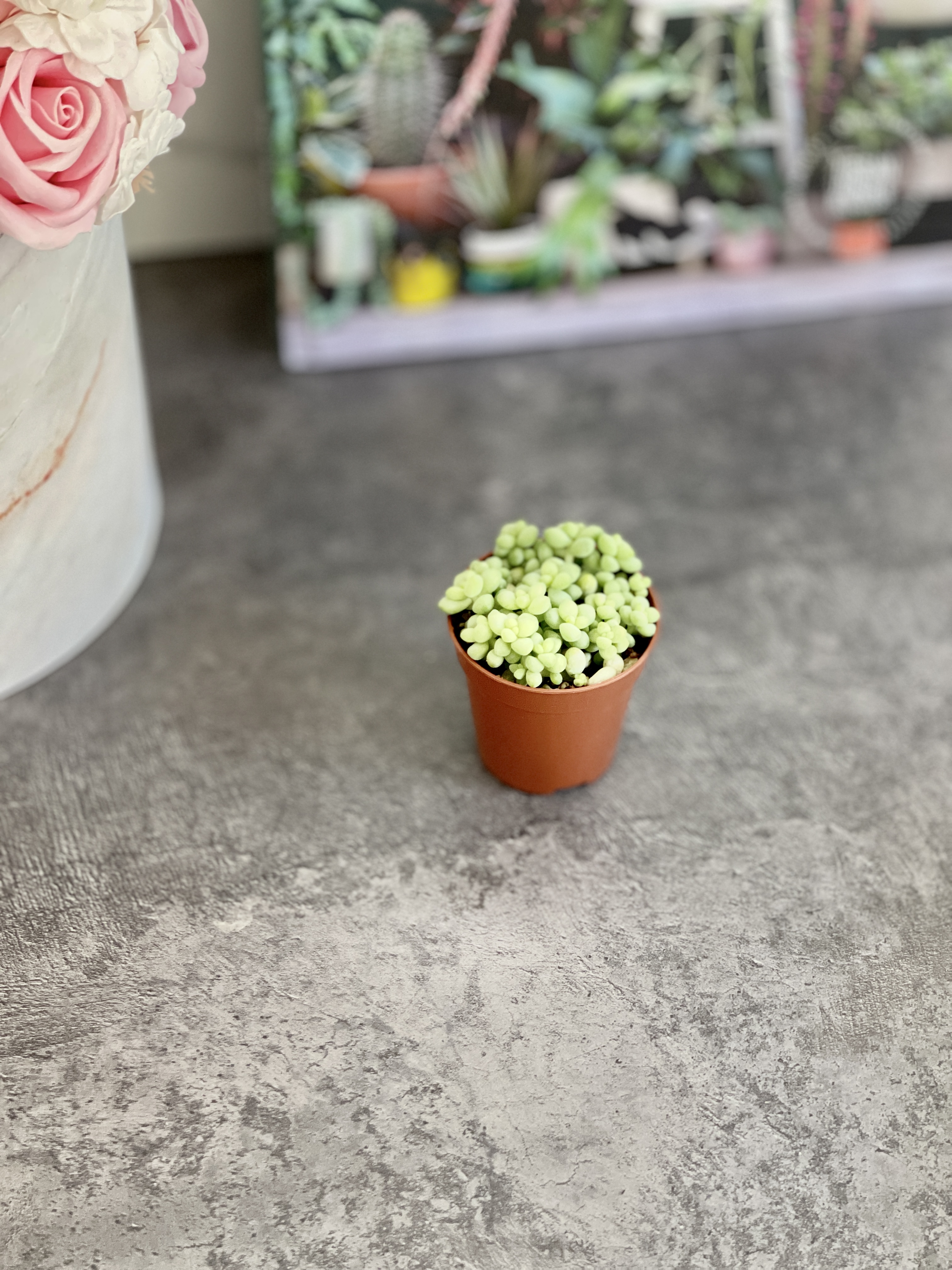 Седум Буррито Мини (Sedum Burrito Mini) D5см