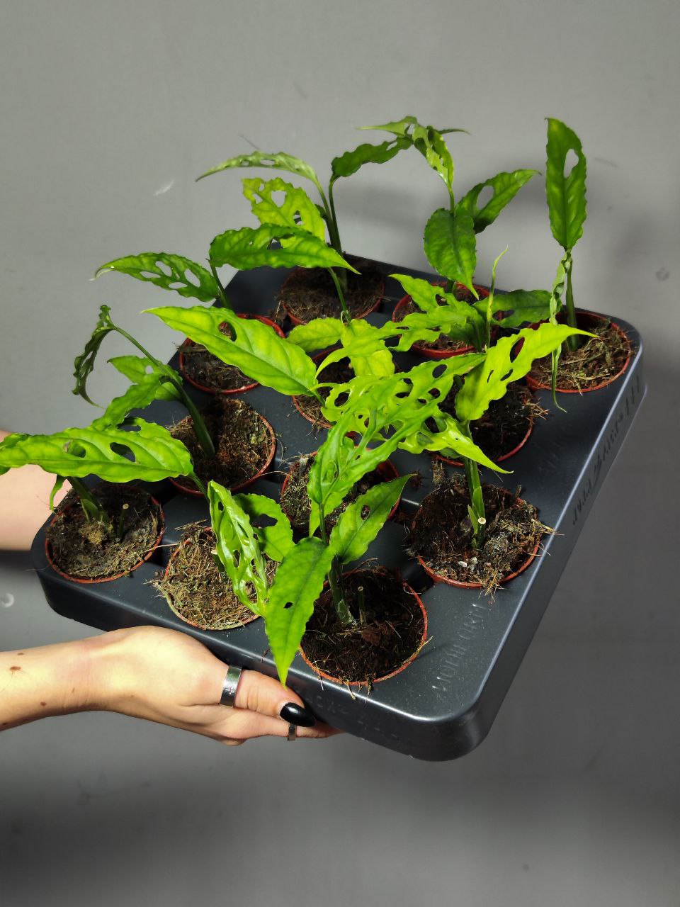 Монстера Обликва Перу (Monstera Obliqua Peru) D6см