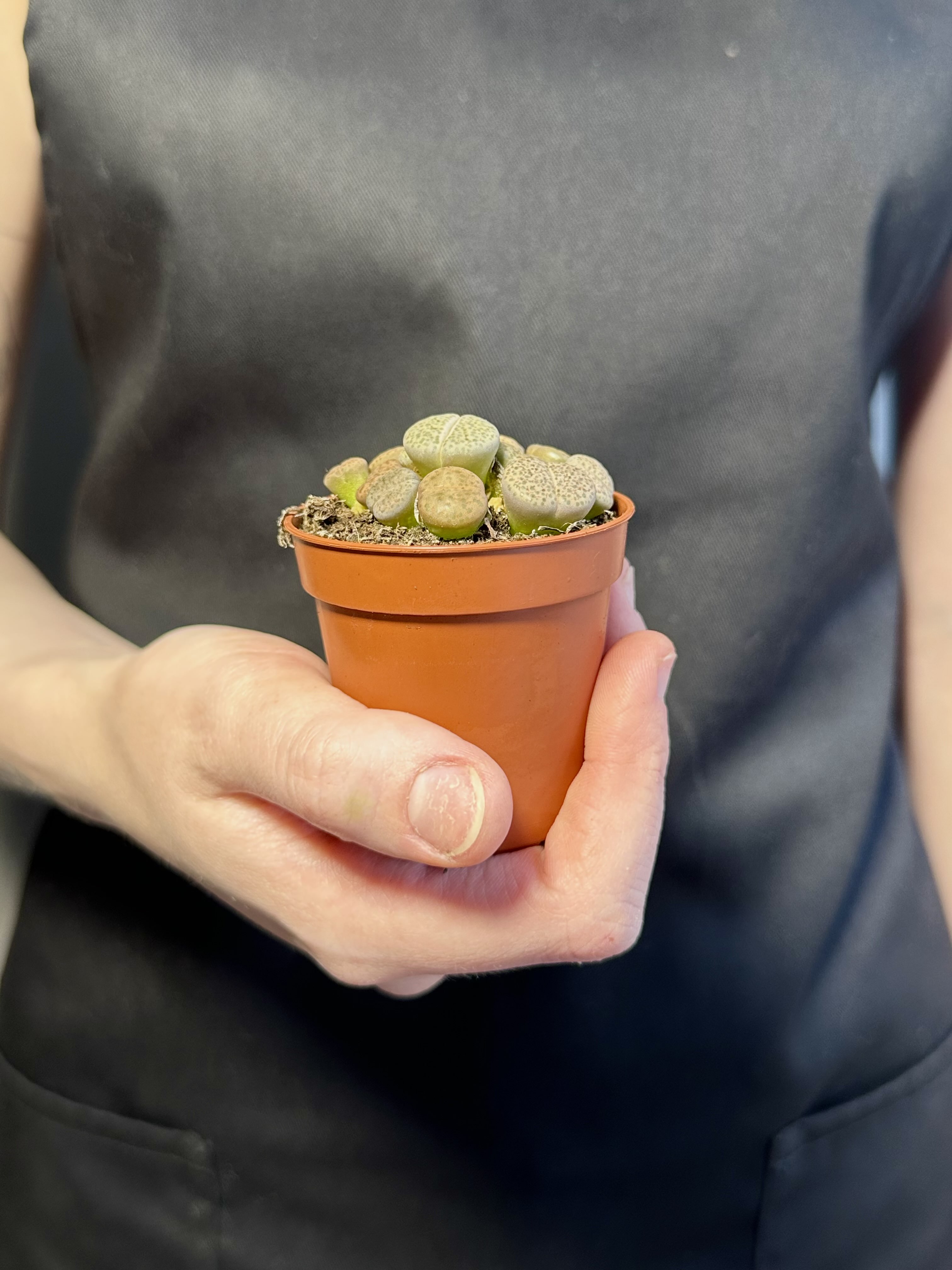 Литопсы Микс (Lithops Mix) D5см