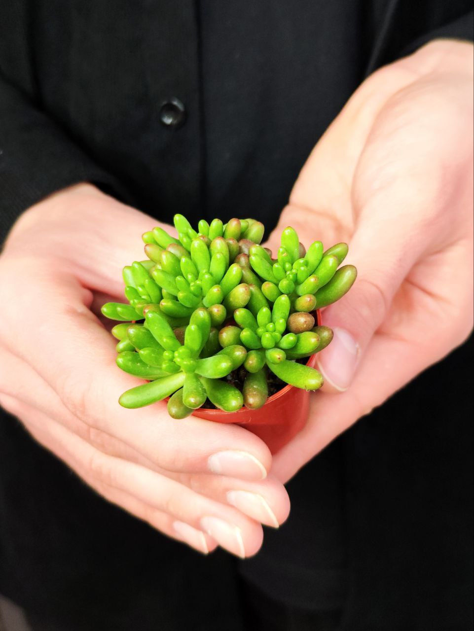 Седум Рубротинктум Грин (Sedum Rubrotinctum Green) D5см