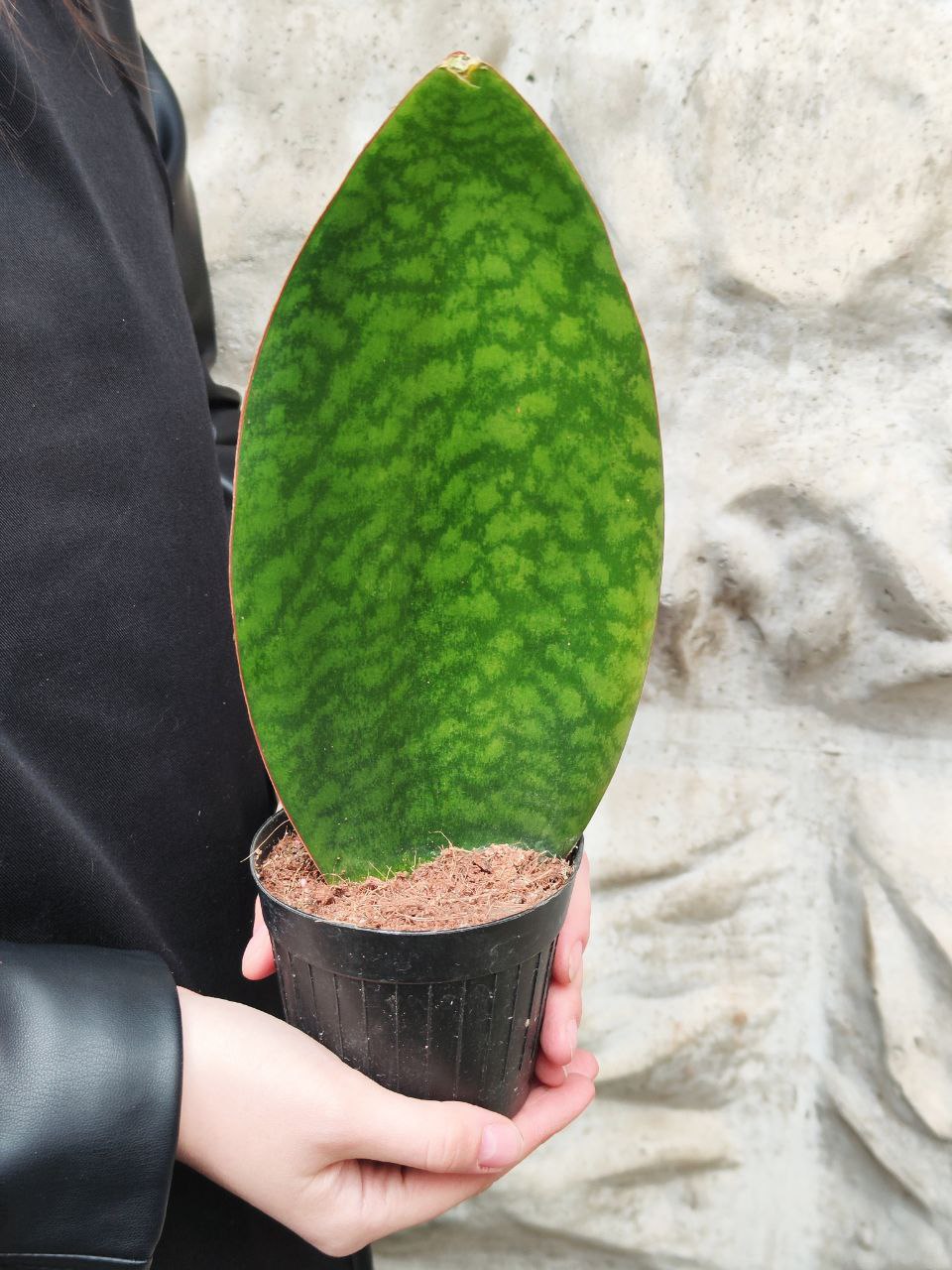 Сансевиерия Масониана Виктория (Sansevieria Masoniana Whale Fin) D10см