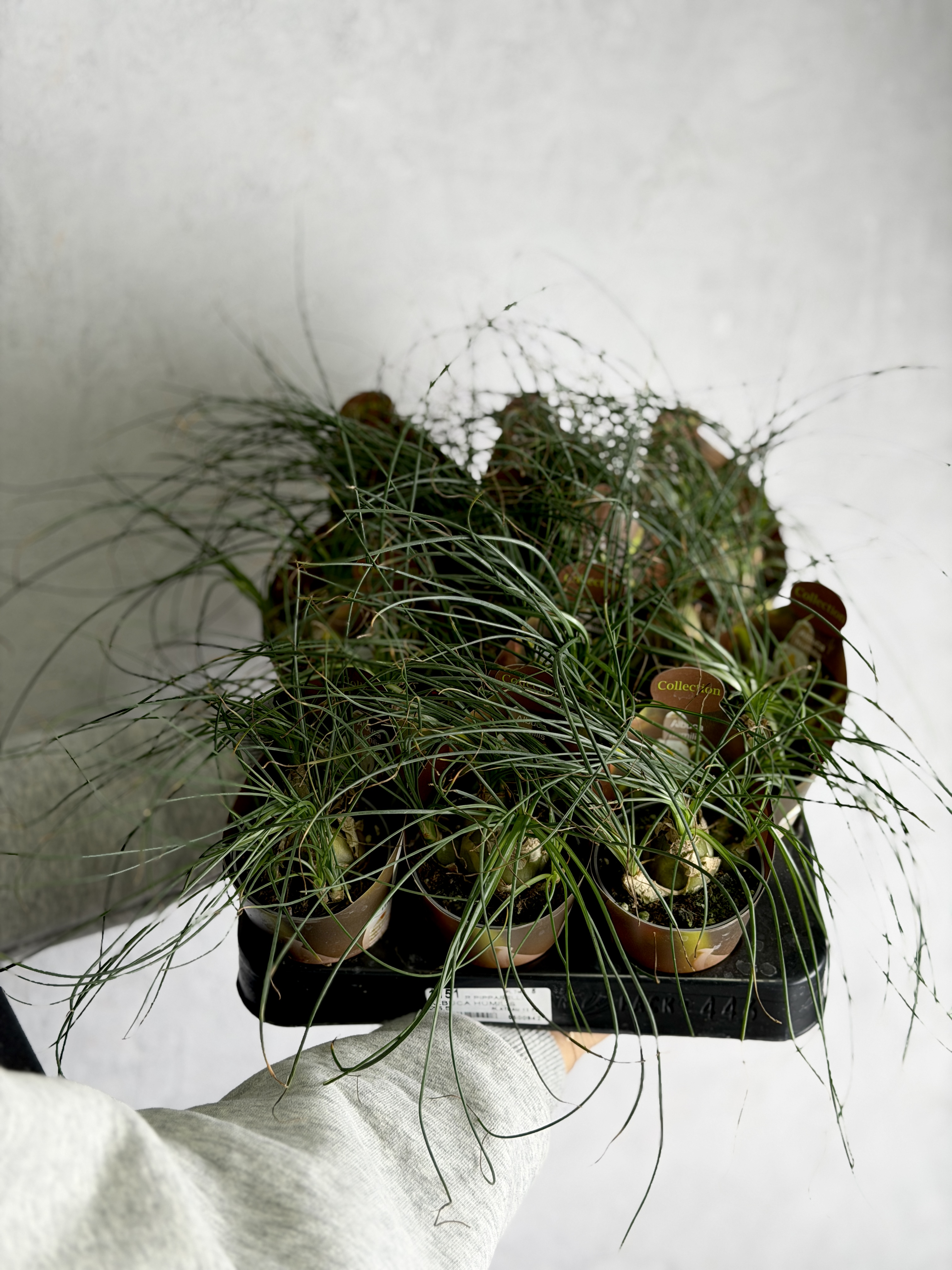 Альбука Хумилис (Albuca Humilis) D6,5см