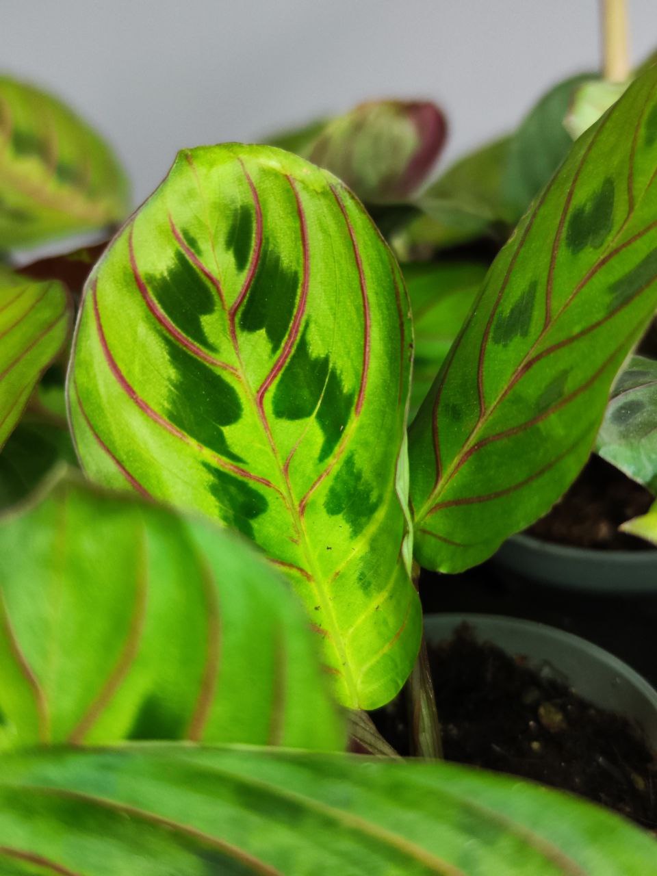 Маранта Ред Страйп (Maranta Red Stripe) D6см