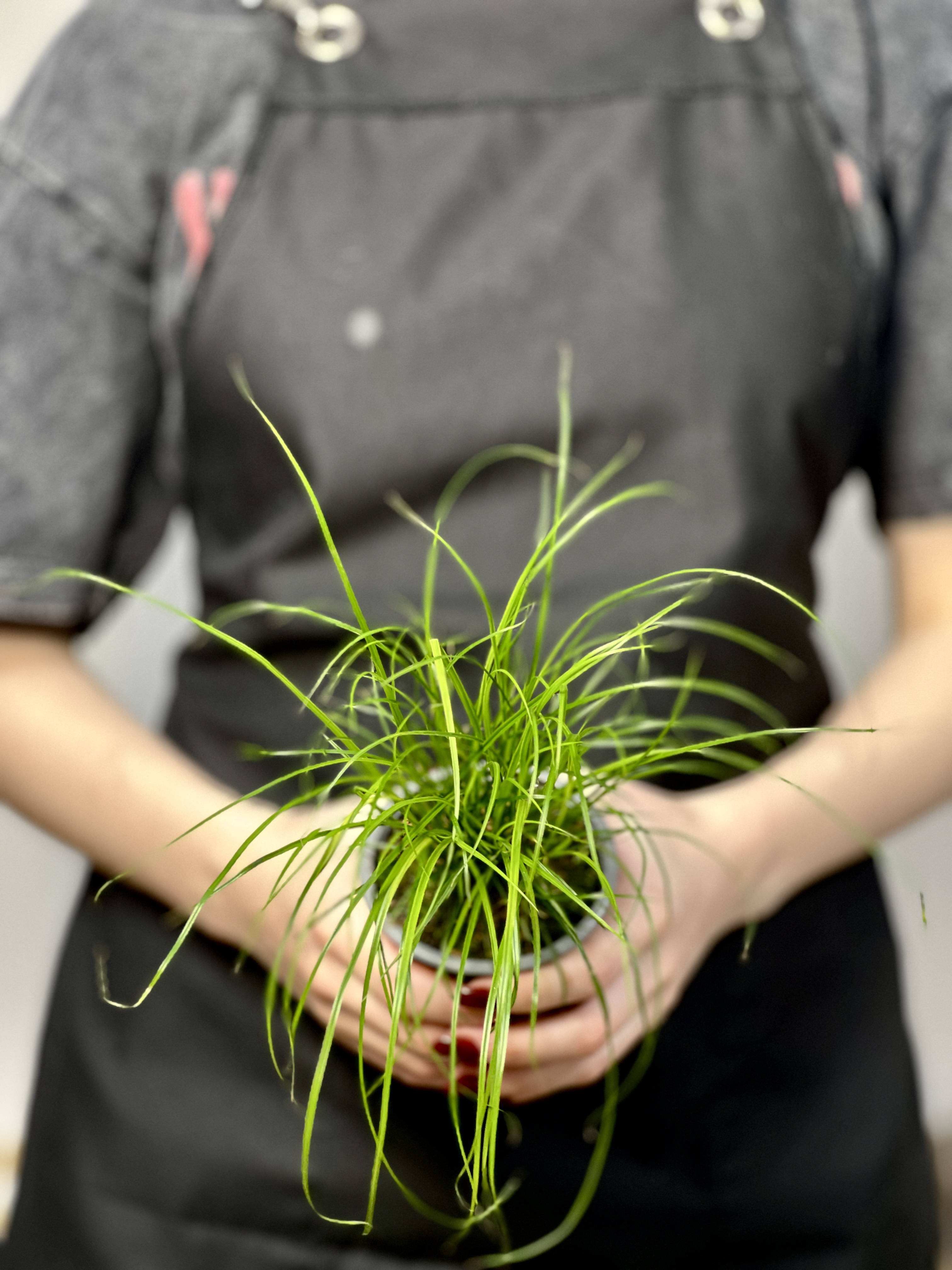 Осока Коричневатая (Carex Brunnea) 9см