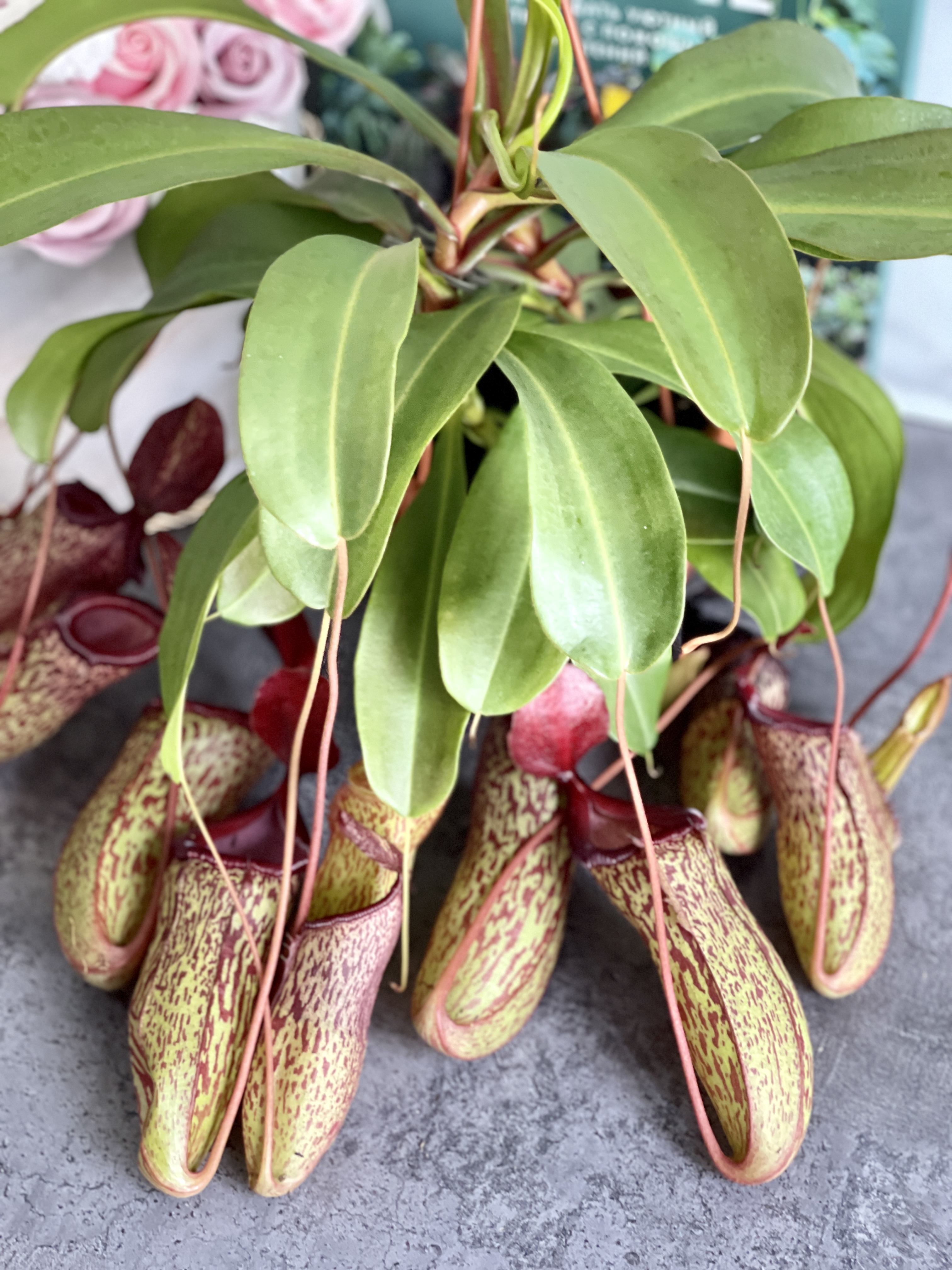 Непентес Сэм (Nepenthes Sam) D14см