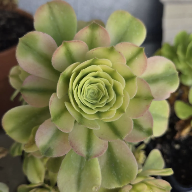 Эониум Синья Вариегатный (Aeonium Sinya Variegated) D9см