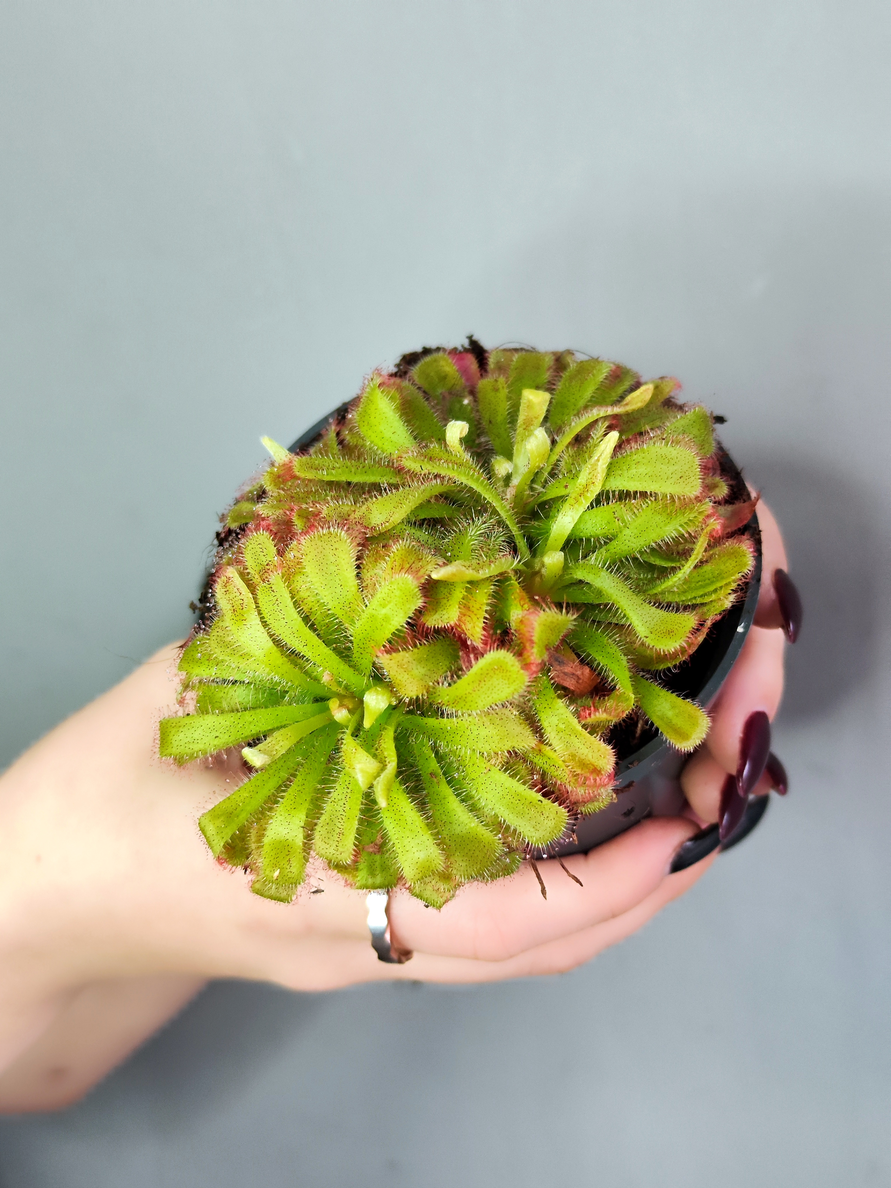 Росянка Алисия (Drosera Aliciae) D9см