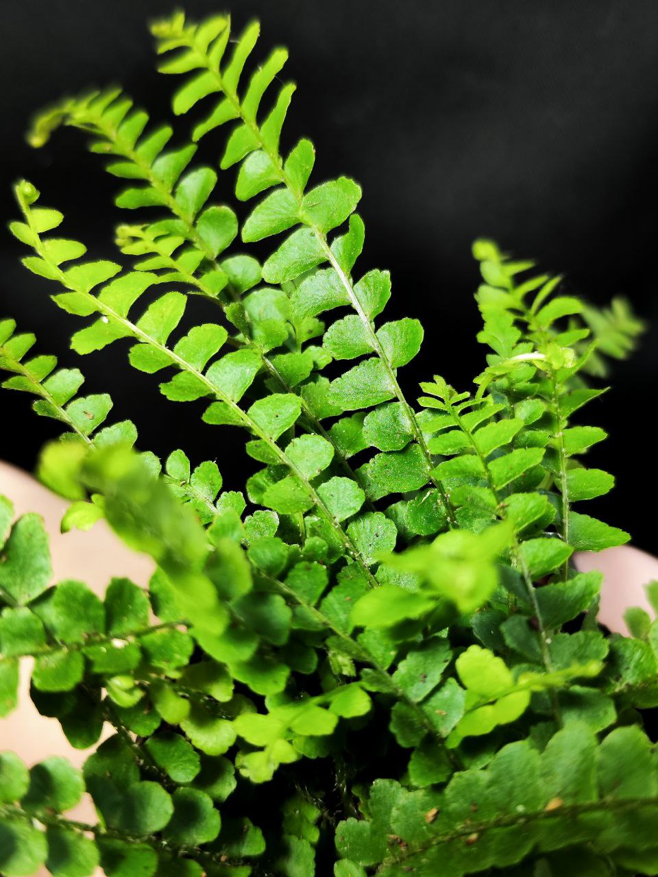 Нефролепис Даффи (Nephrolepis Exaltata Duffy) D8,5см