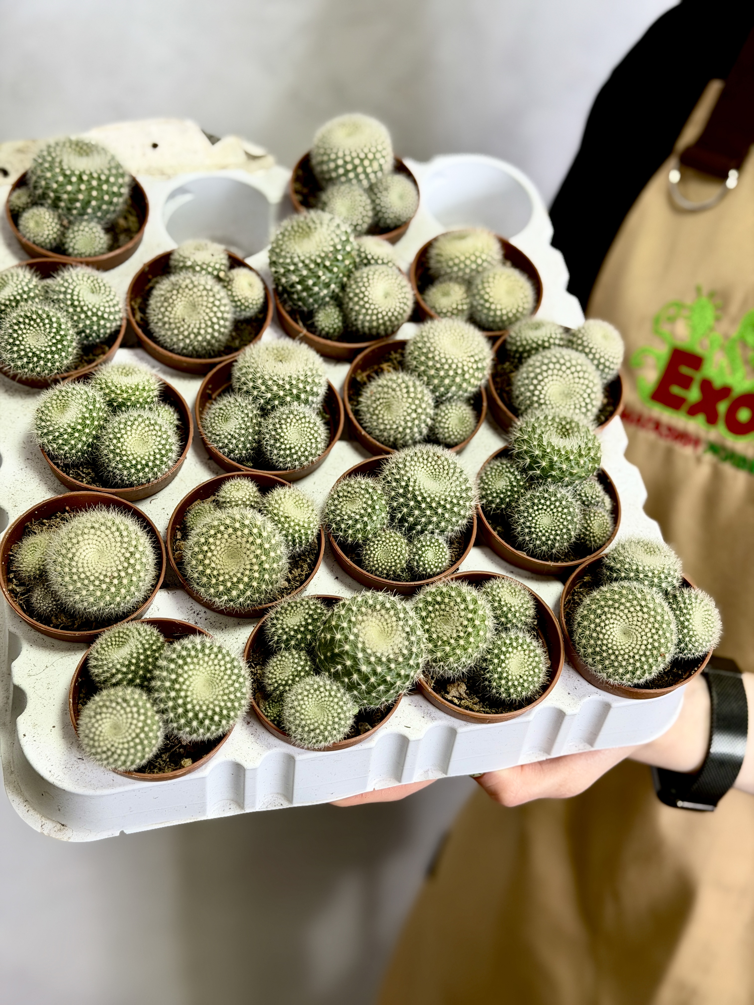 Нотокактус Хазельберга Груп, или Пародия Хазельберга (Notocactus Hasselbergii Group) D5см