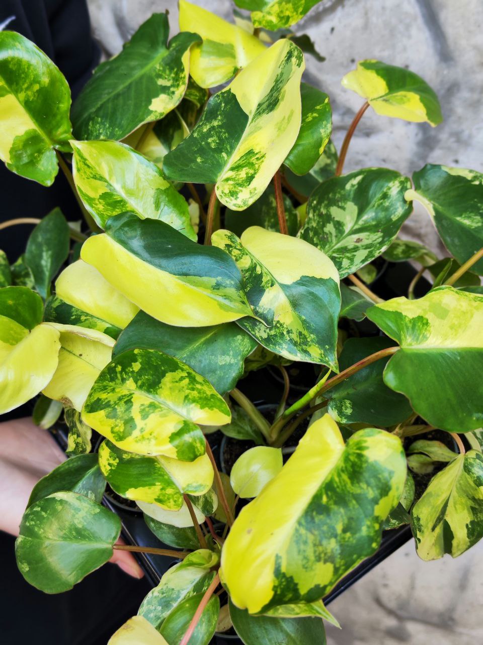 Филодендрон Бурле Маркс Вариегатный (Philodendron Burle Variegated) D6см