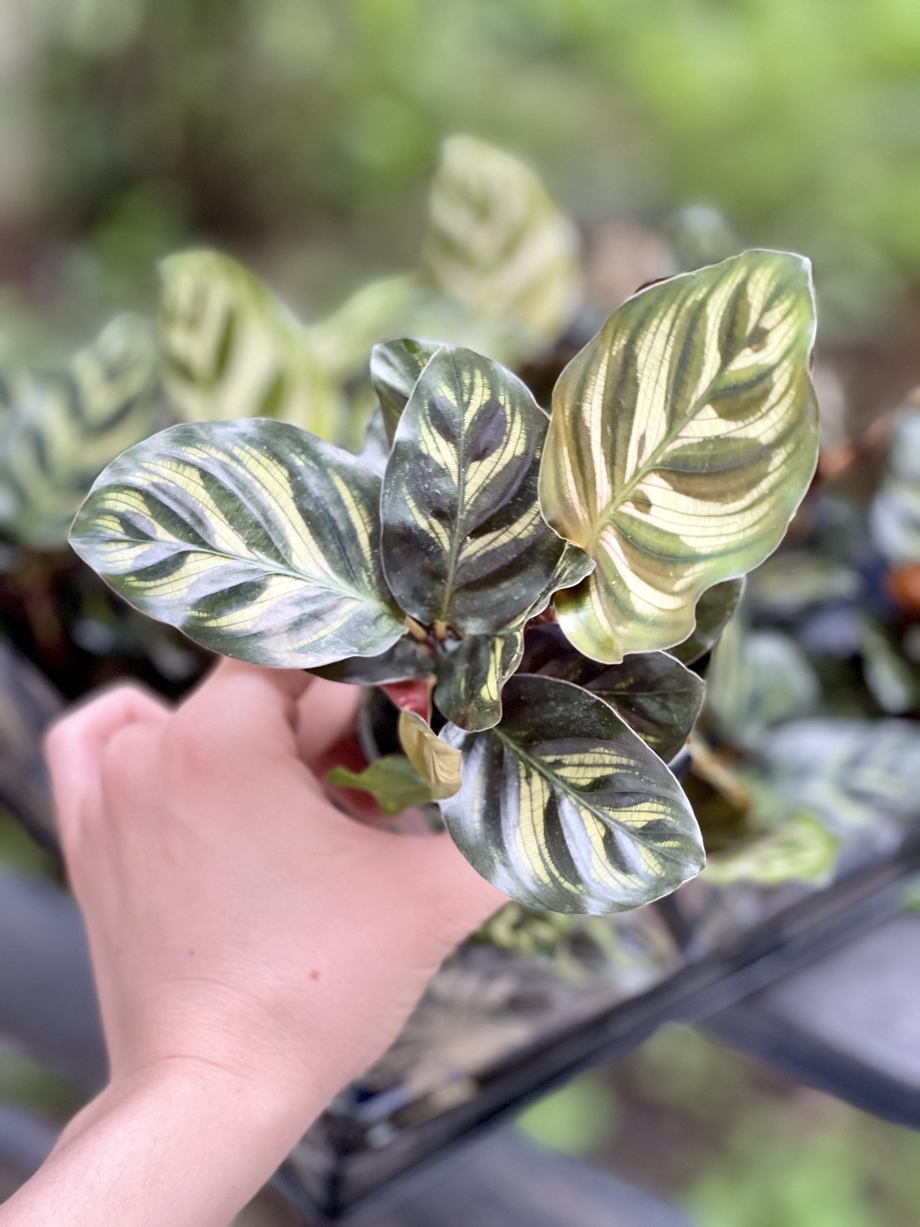 Калатея Макояна (Calathea Makoyana) D7см