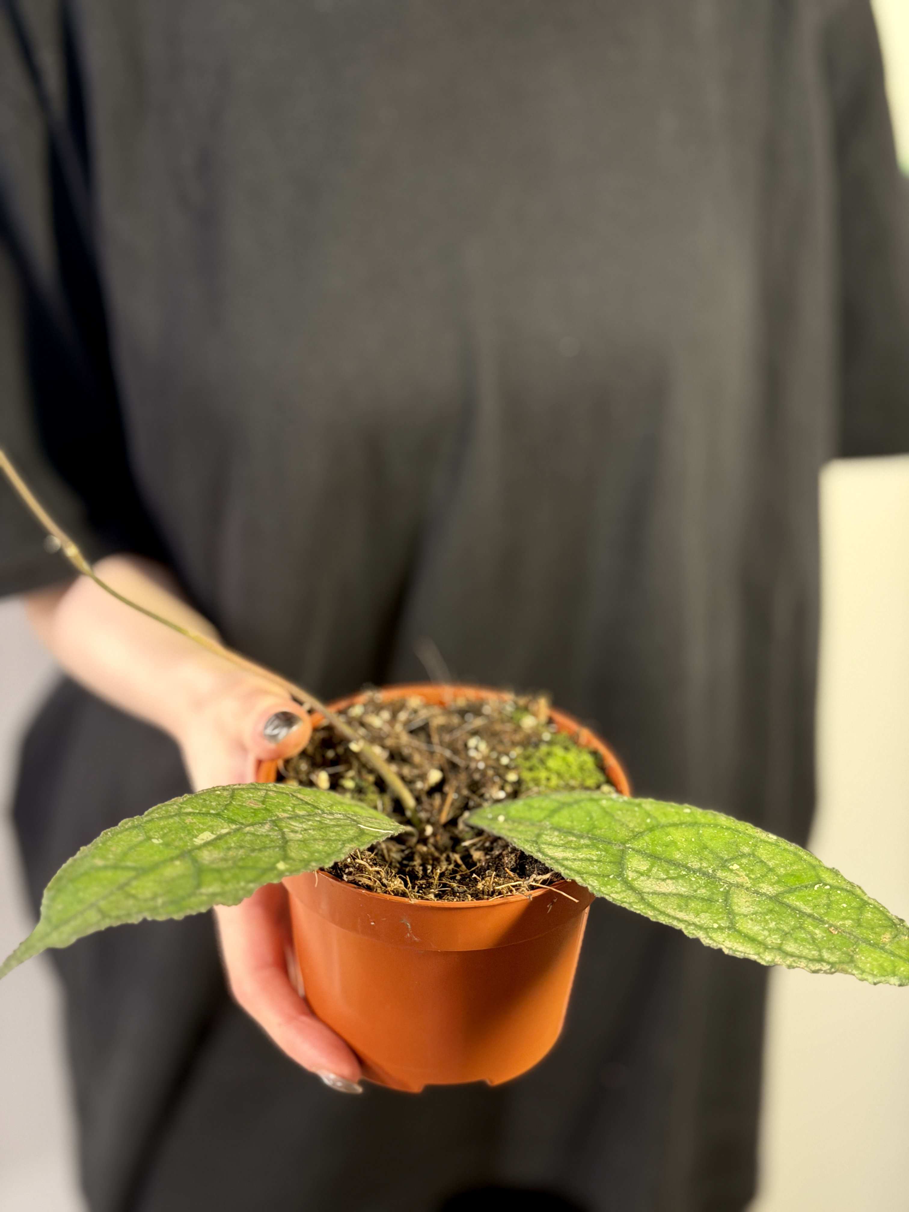 Хойя Клемензиорум Дарк Лиф (Hoya Clemensiorum Dark Leaf) D10см