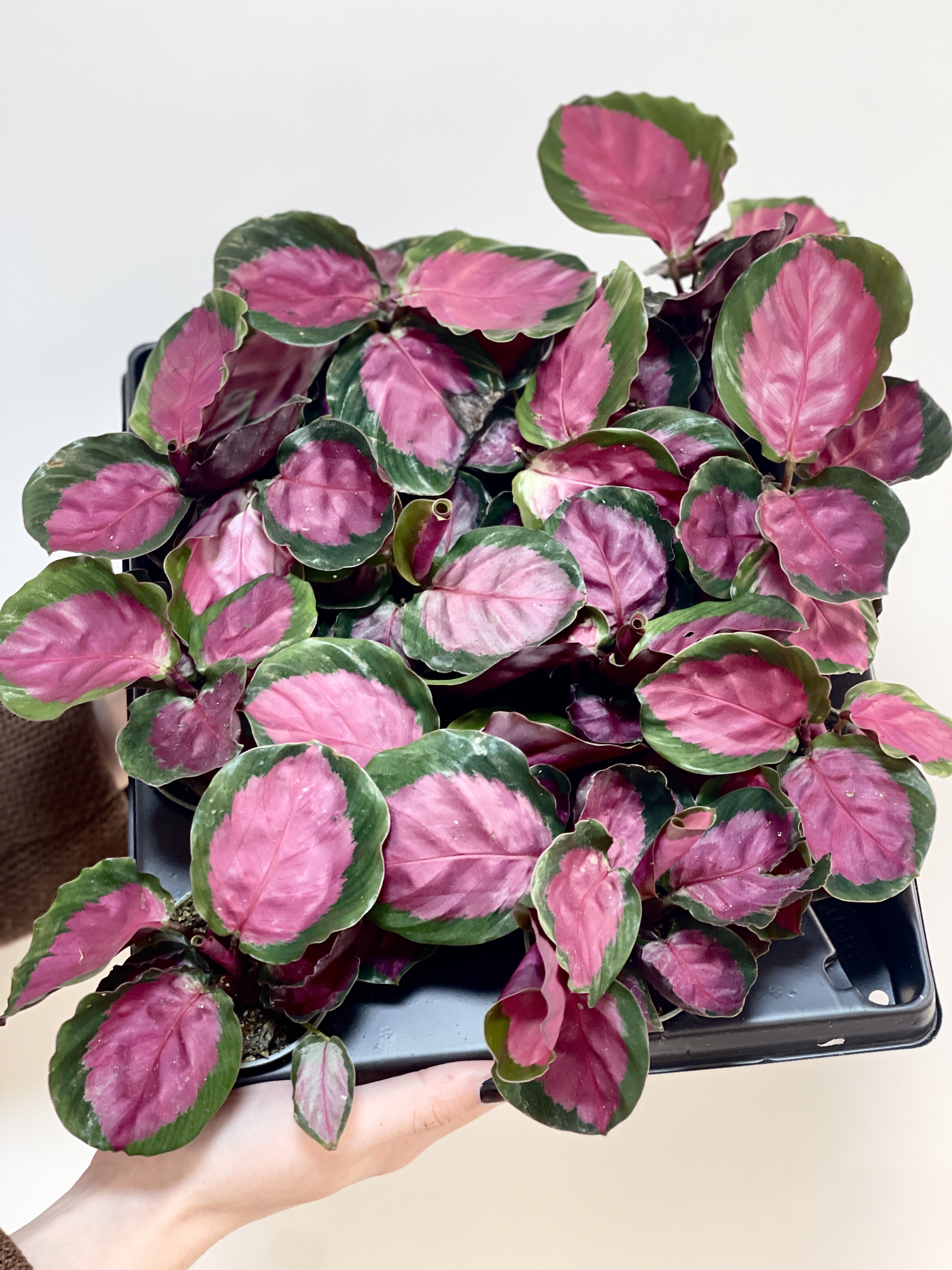 Калатея Розеопикта Рози (Calathea Roseopicta Rosy) D6см