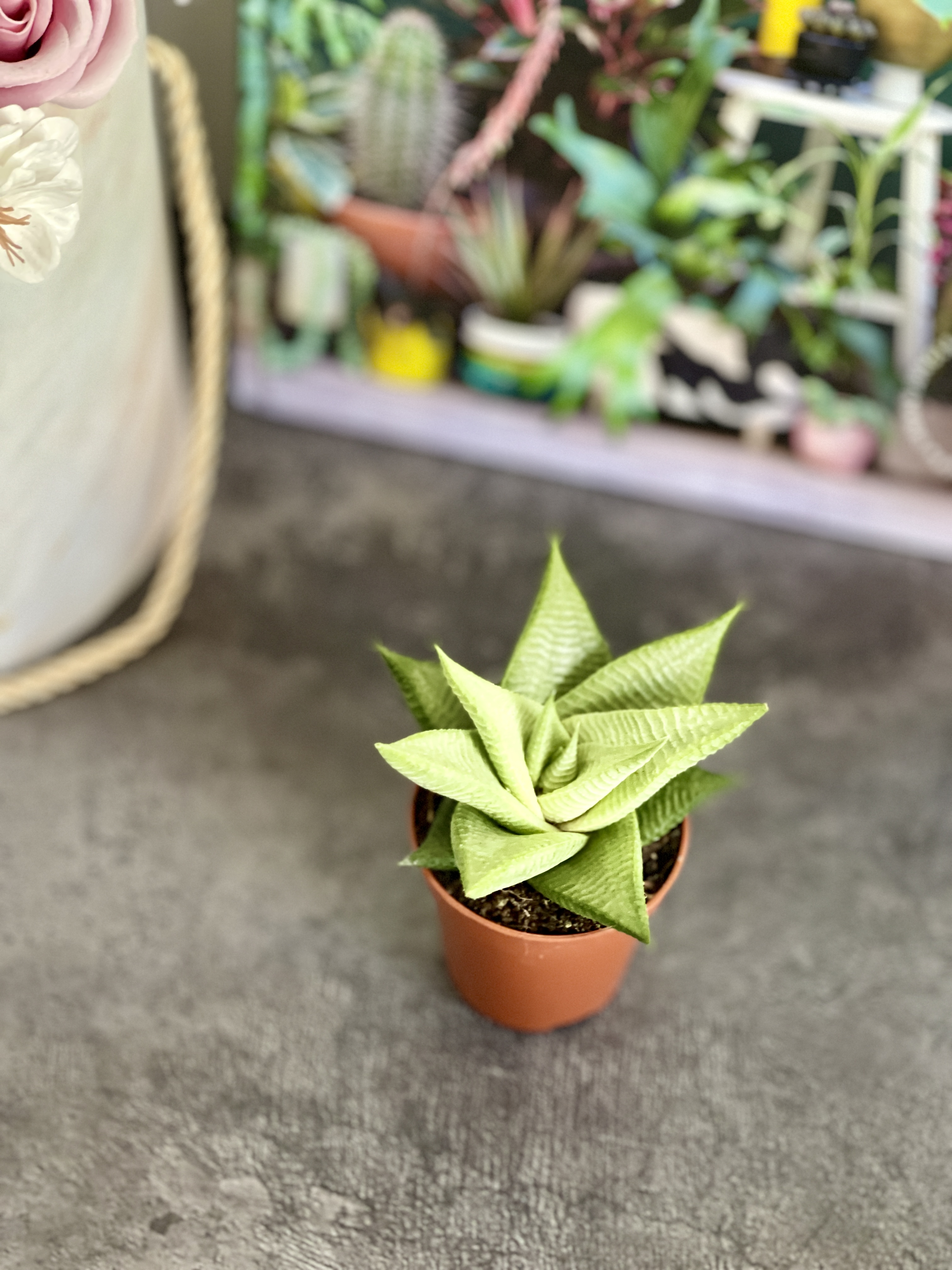 Хавортия Лимифолия Роукс (Haworthia Limifolia Roux) D5см