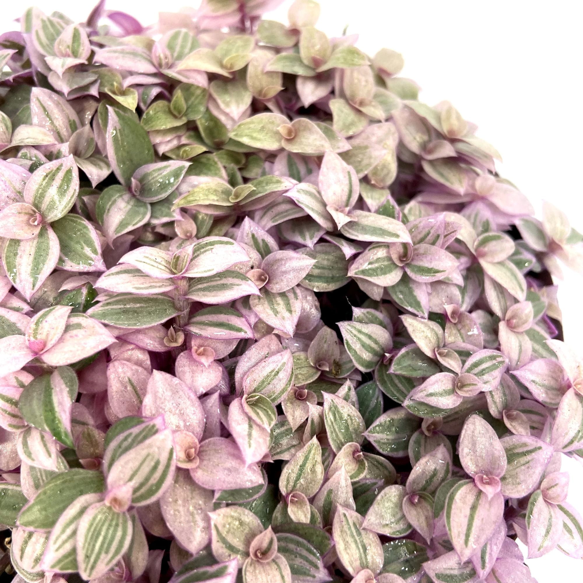 Каллизия Ползучая Пинк Пантер (Callisia Repens Pink Panther) D5см