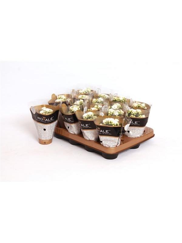 Каланхоэ Розалина Белая (Kalanchoe Rosalina White) D6см