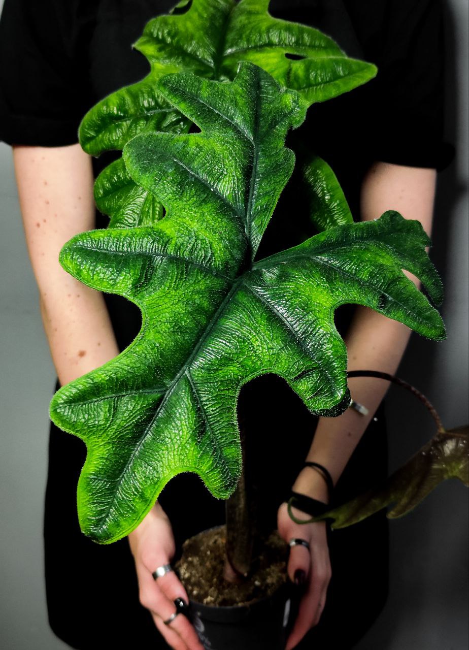 Алоказия Жаклин (Alocasia Jacklynn) D12см