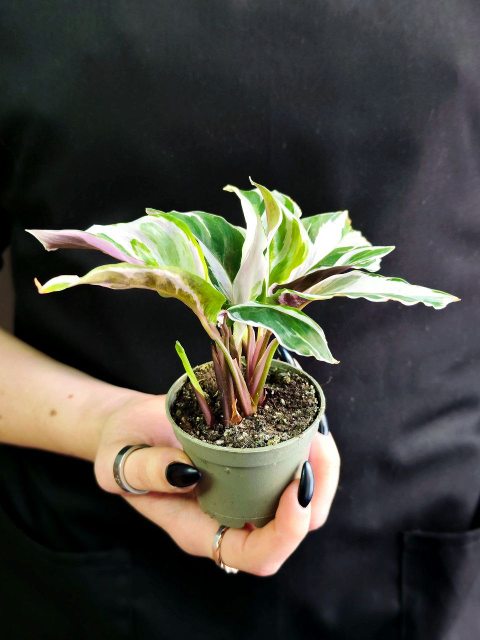 Калатея Вайт Фьюжин (Calathea White Fusion) D6см