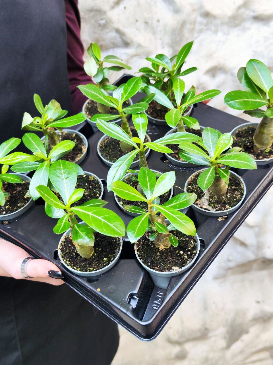 Адениум Тучный (Adenium Obesum) D5см