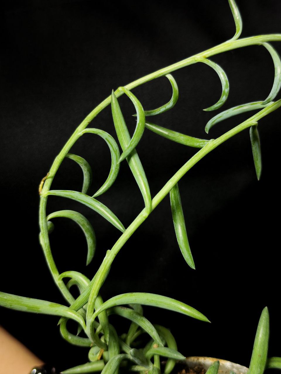 Крестовник "Рыболовные Крючки" (Senecio String of Fishhooks) D8,5см