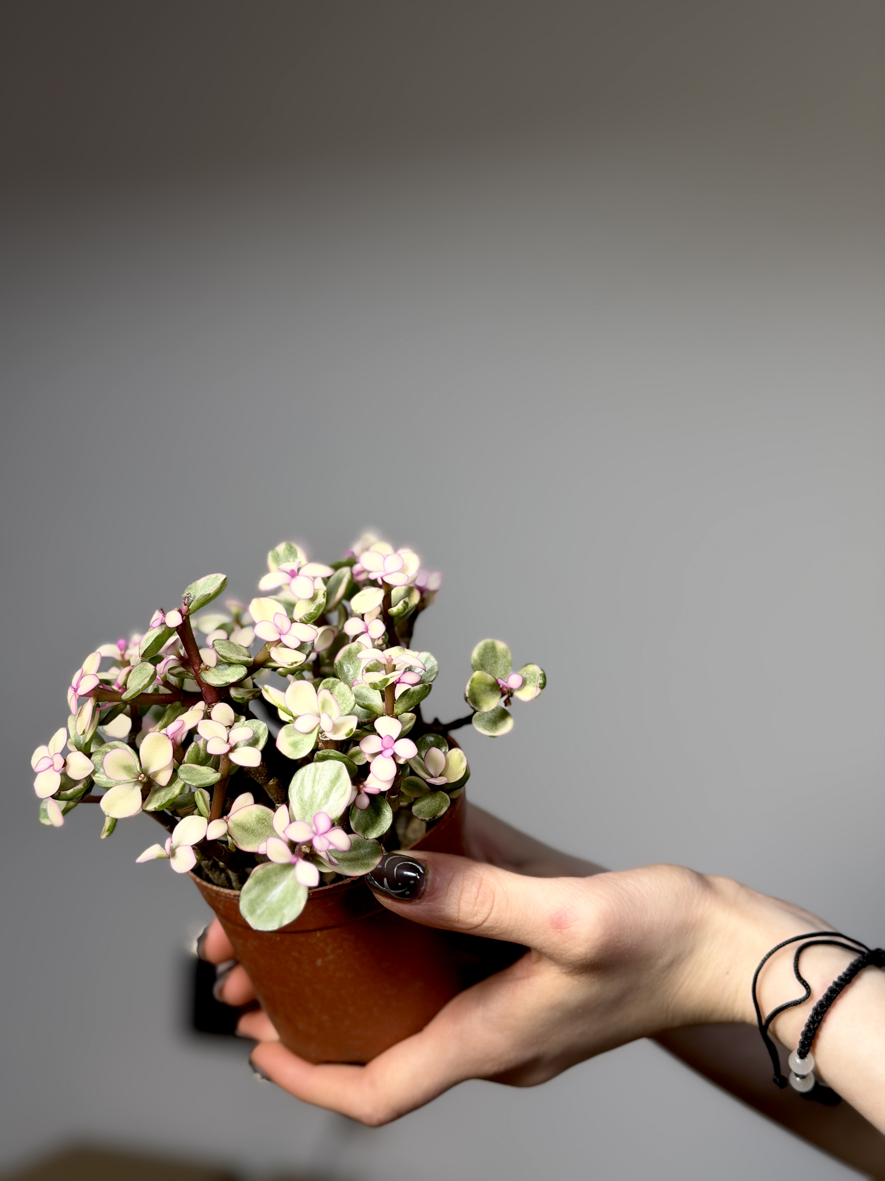 Портулакария Афра Вариегатная, Цветущая (Portulacaria Afra Variegata Flowering) D9см