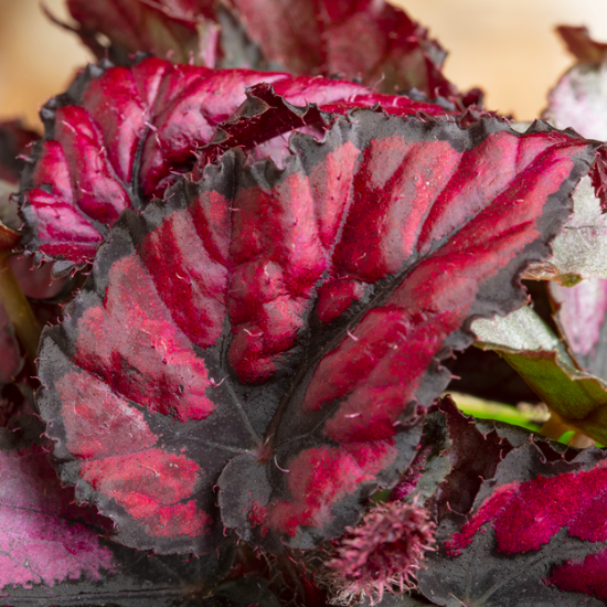 Бегония Красное Сердце (Begonia Rex Red Heart) D6см