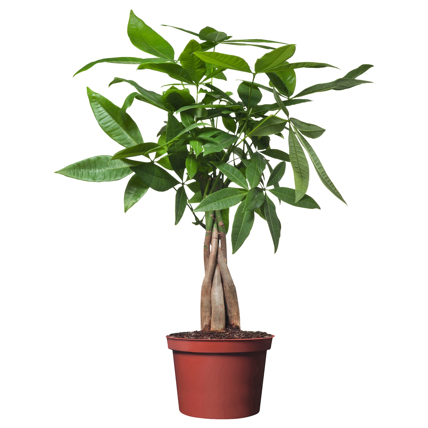 Пахира Акватика, Скрученный Стебель (Pachira Aquatica Twisted Stem) D12см