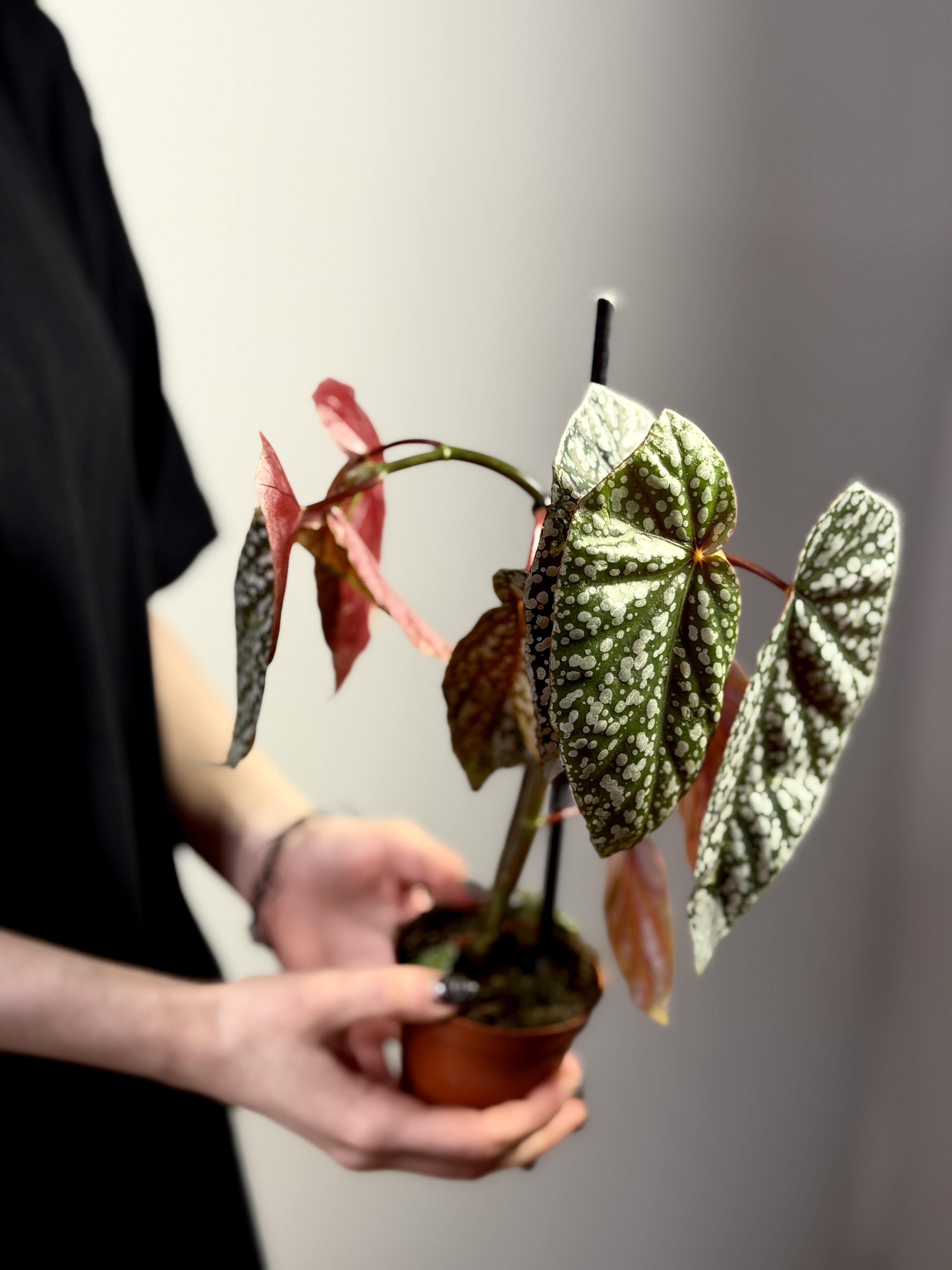 Бегония Сноу Кап (Begonia Snowcap) D8см
