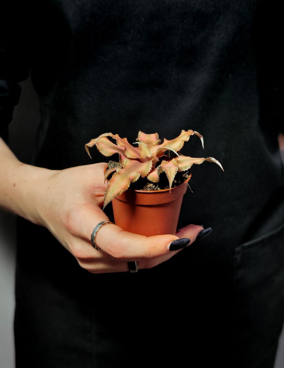 Криптантус Шоколадный (Cryptanthus Bivittatus Chocolate Soldier) D5см