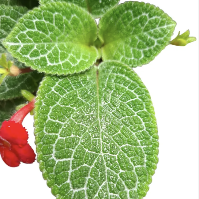 Эписция Медная Минти (Episcia Cupreata Minty) D12см
