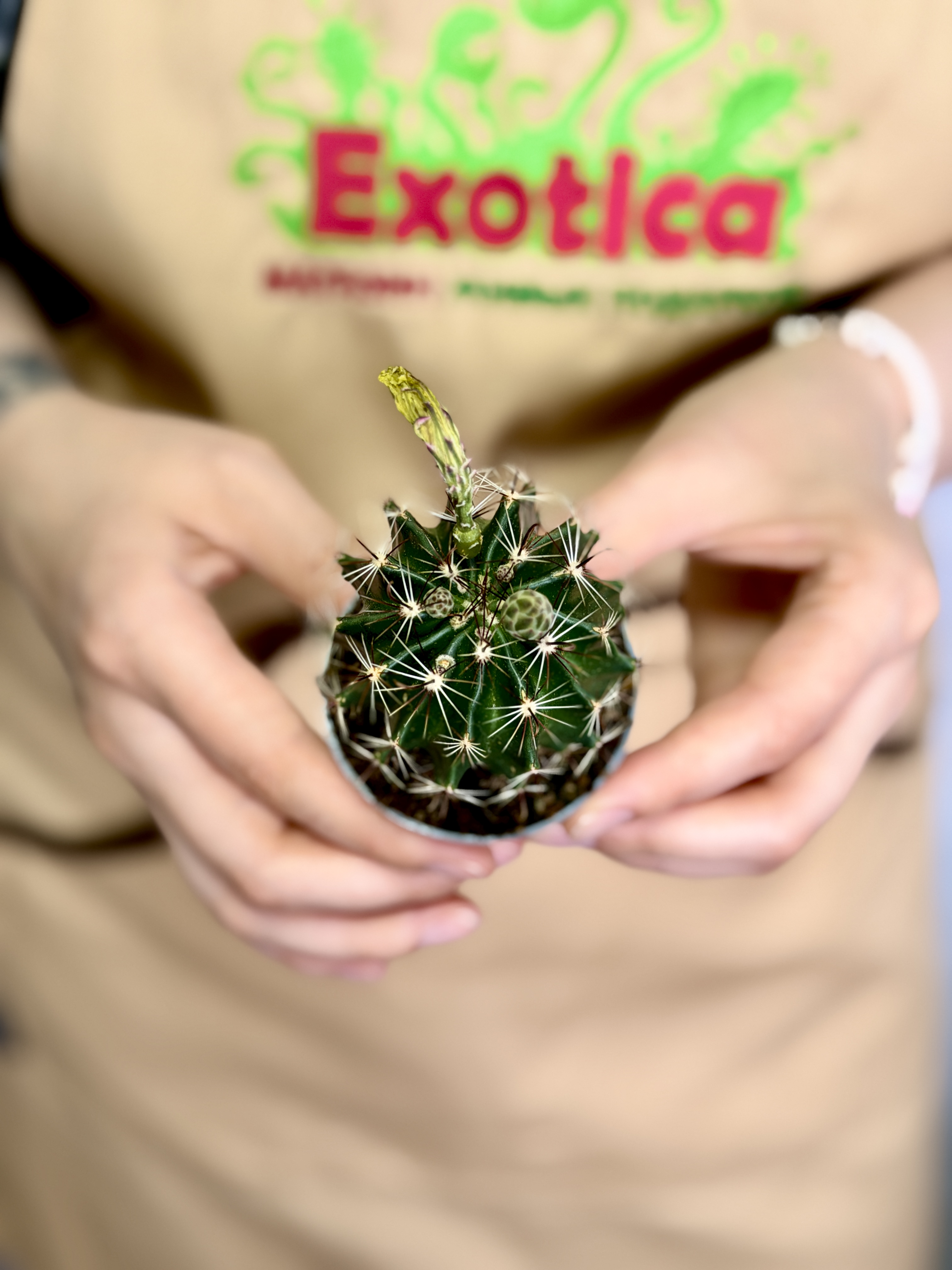 Гимнокалициум Балдианум Йеллоу (Gymnocalycium Baldianum cv. Yellow) D6см