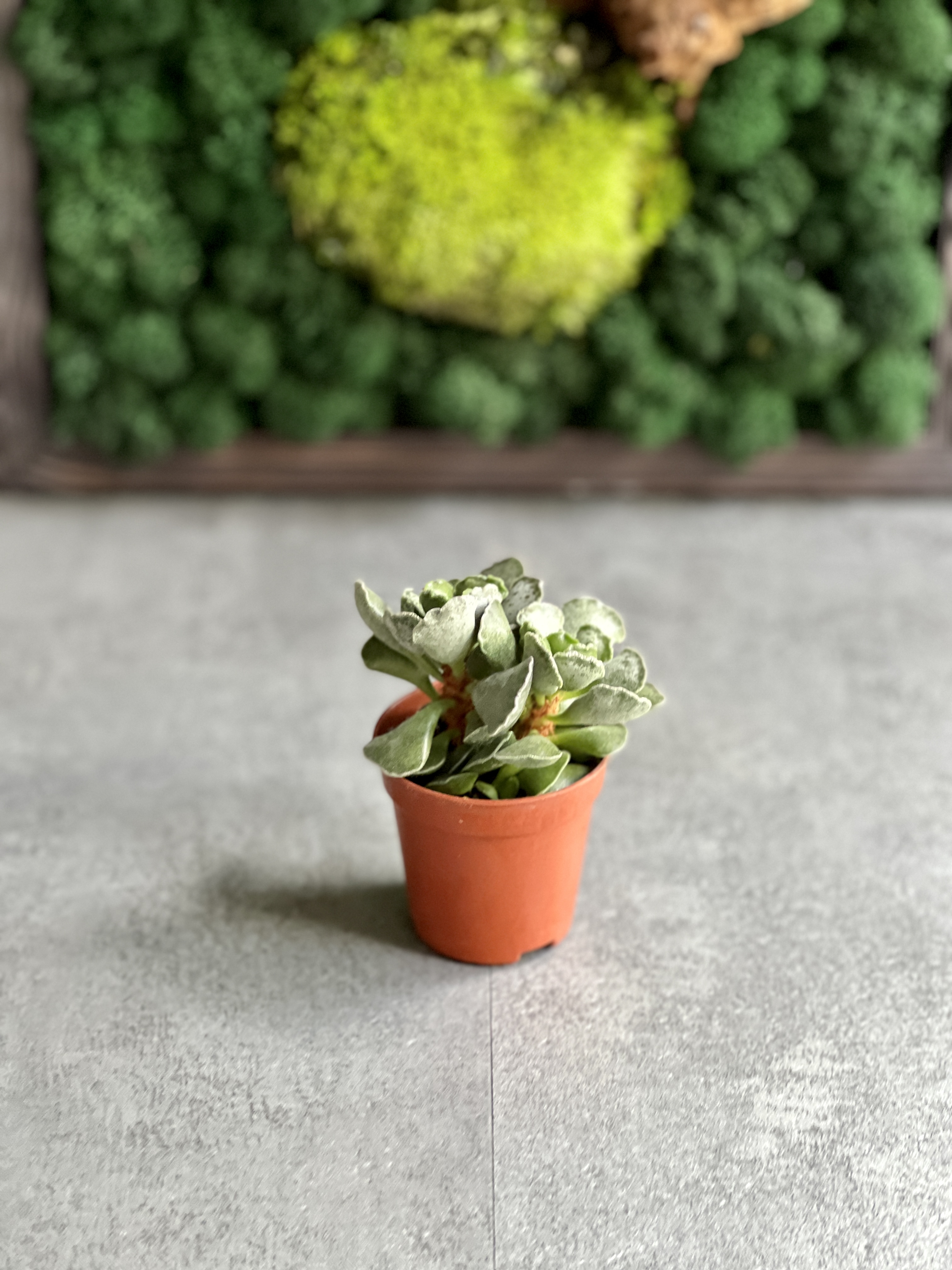 Адромискус Гребенчатый (Adromischus Cristatus) D5см