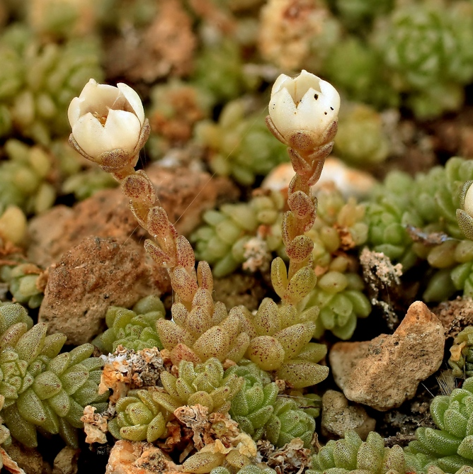 Седум Компактум (Sedum Compactum Rose) D5см