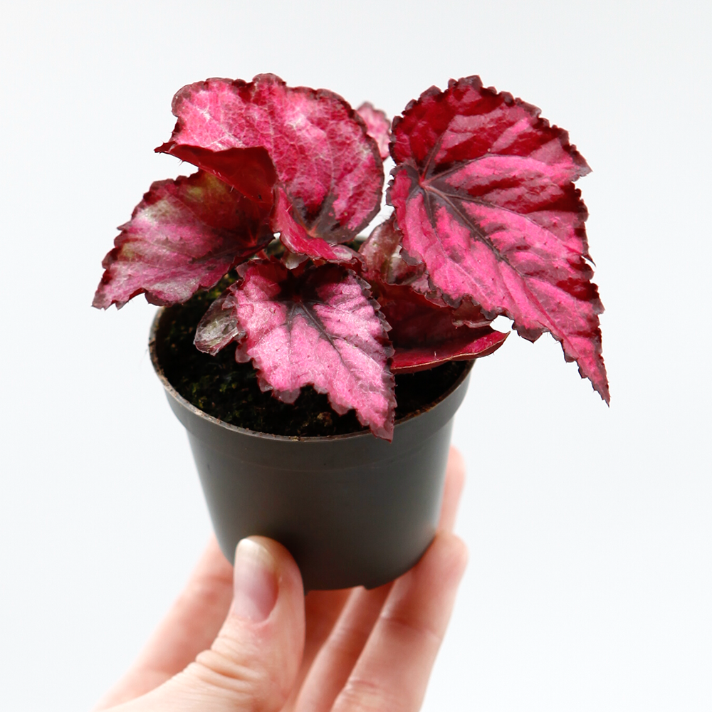 Бегония Красный Поцелуй, или Ред Кисс (Begonia Red Kiss) D6см
