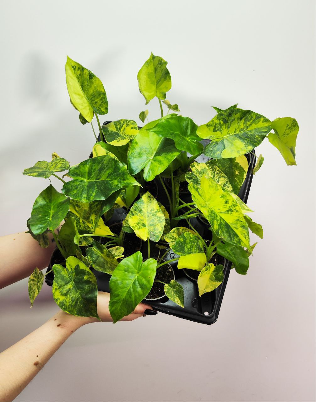 Алоказия Макрориза Аурэа Вариегатная (Alocasia Macrorrhiza Aurea Variegata) D6см