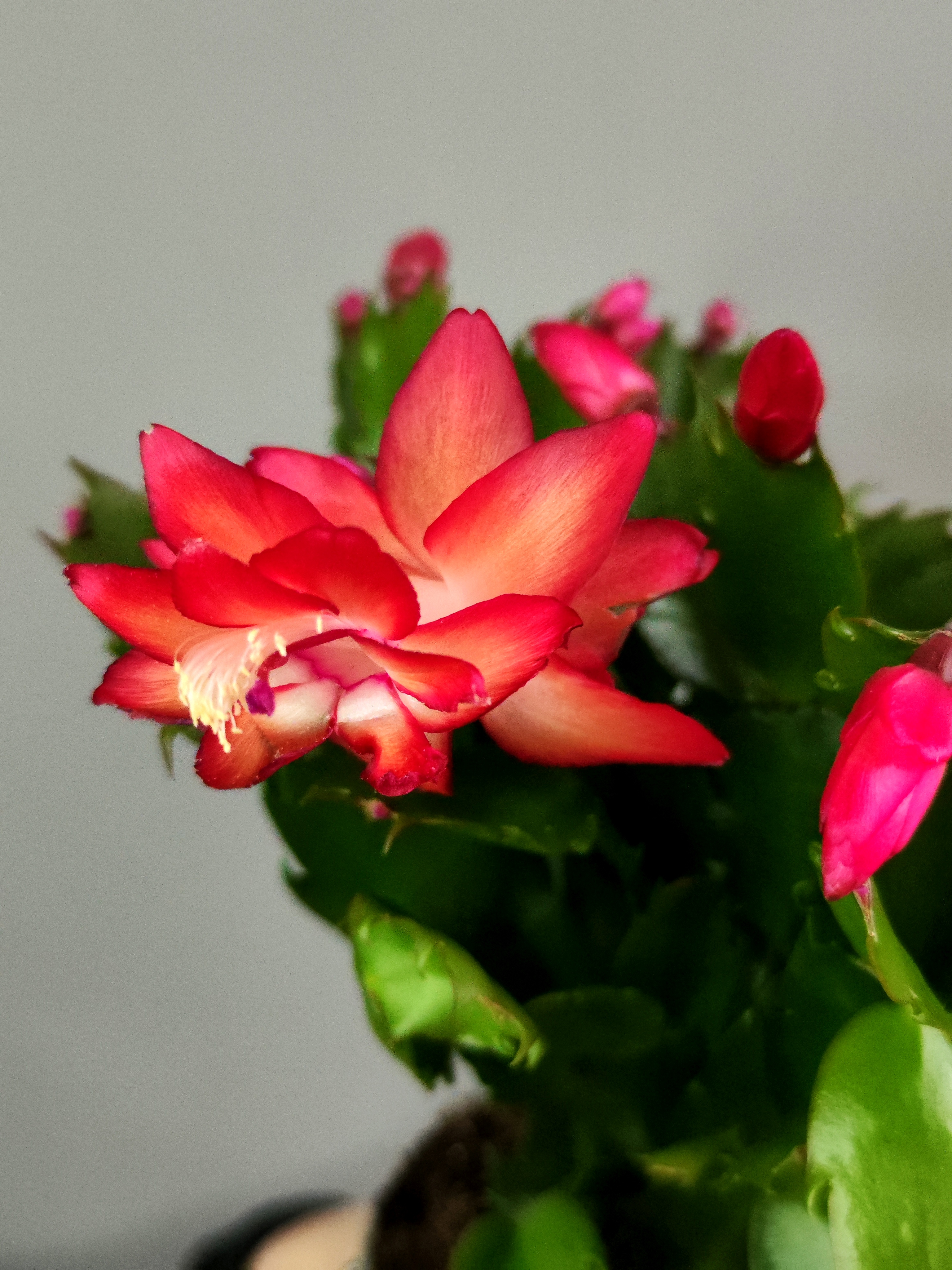 Декабрист Красный, или Шлюмбергера (Schlumbergera Tendenza Red) D9см