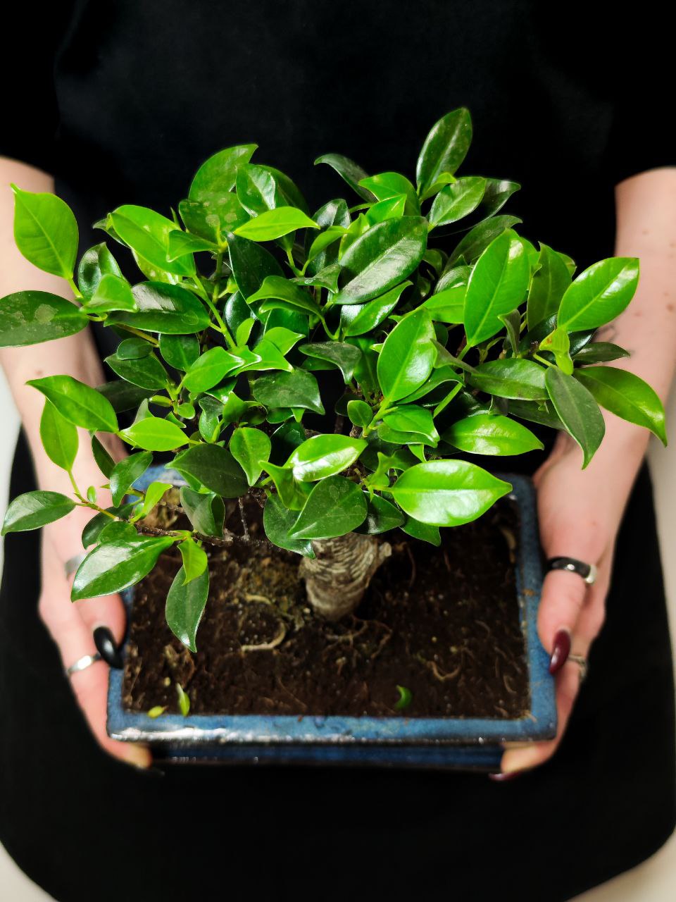 Бонсай Прямой Фикус (Ficus Microcarpa) в керамическом кашпо