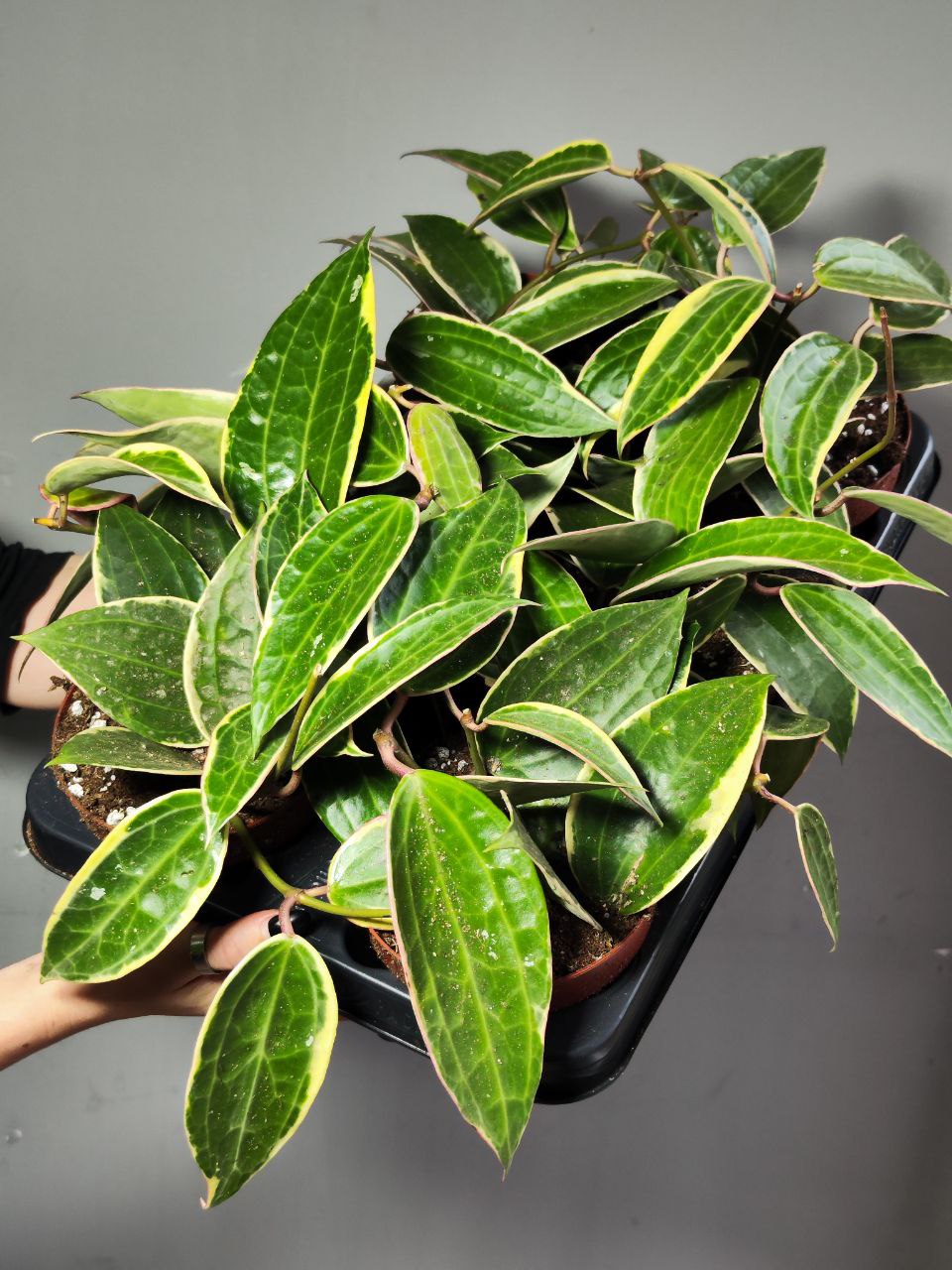 Хойя Макрофилла Альбомаргината (Hoya Macrophylla Albomarginata) D10см