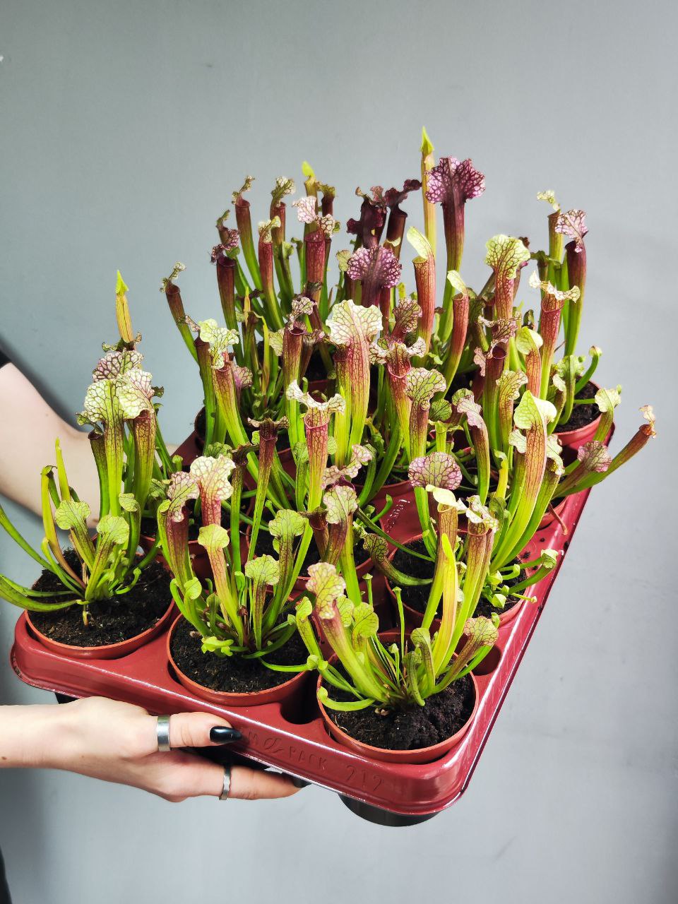 Саррацения Джудит Хиндл (Sarracenia «Judith Hindle») D9см