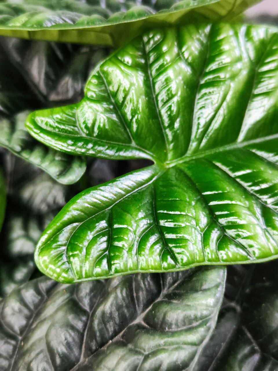 Алоказия Синуата (Alocasia Sinuata) D11см