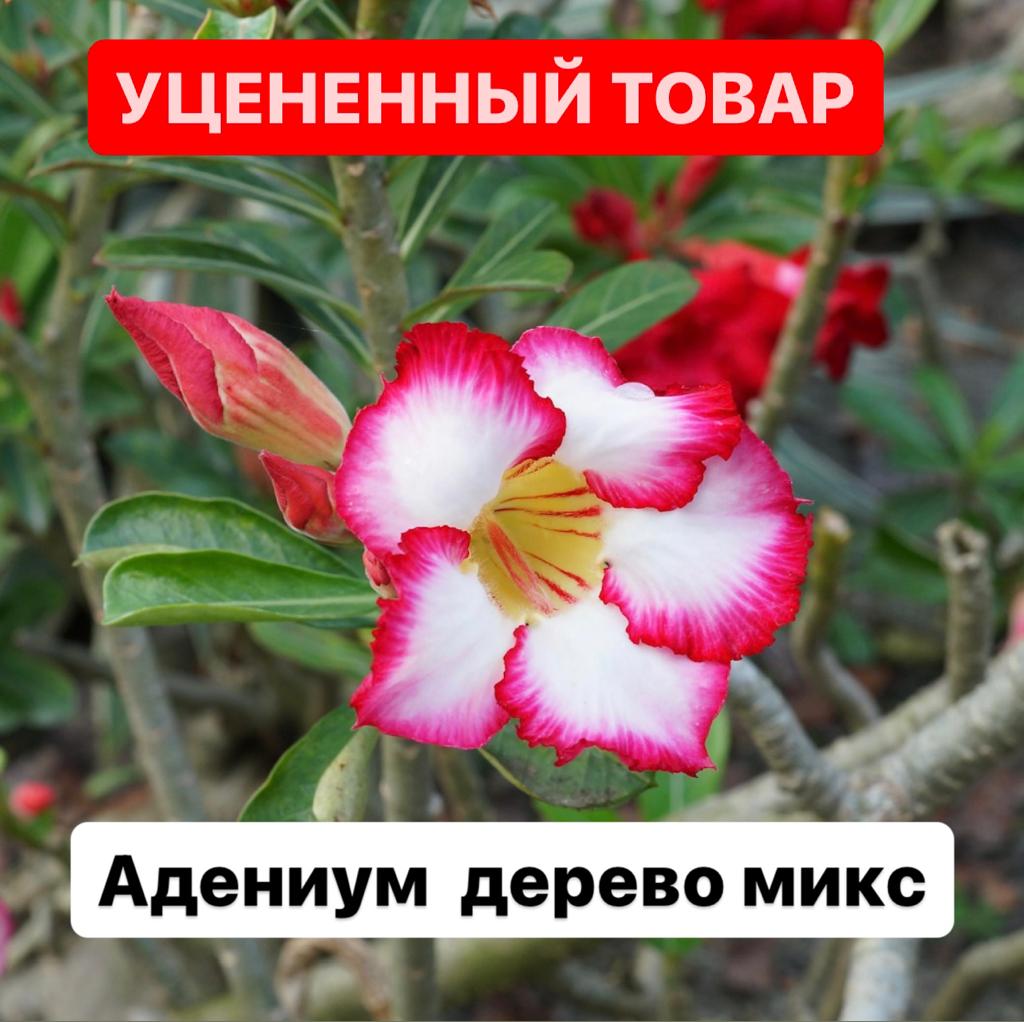 Адениум тучный Пинк Стар (уцененный) D12см