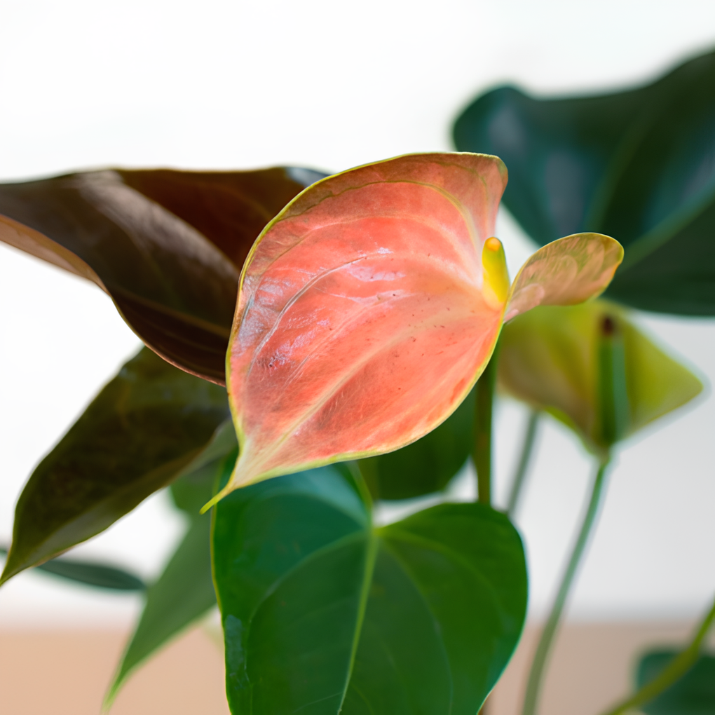Антуриум Андреанум Рейнбоу Чемпион (Anthurium An Rainbow Champion) D14см