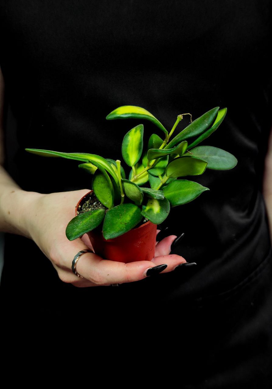 Хойя Буртони Вариегата (Hoya Burtoniae Variegata) D6см